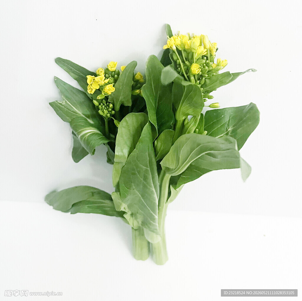 菜心花