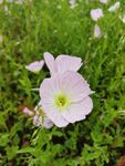 田野中的美丽粉色月见草花朵