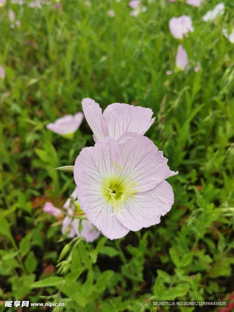 田野中的美丽粉色月见草花朵