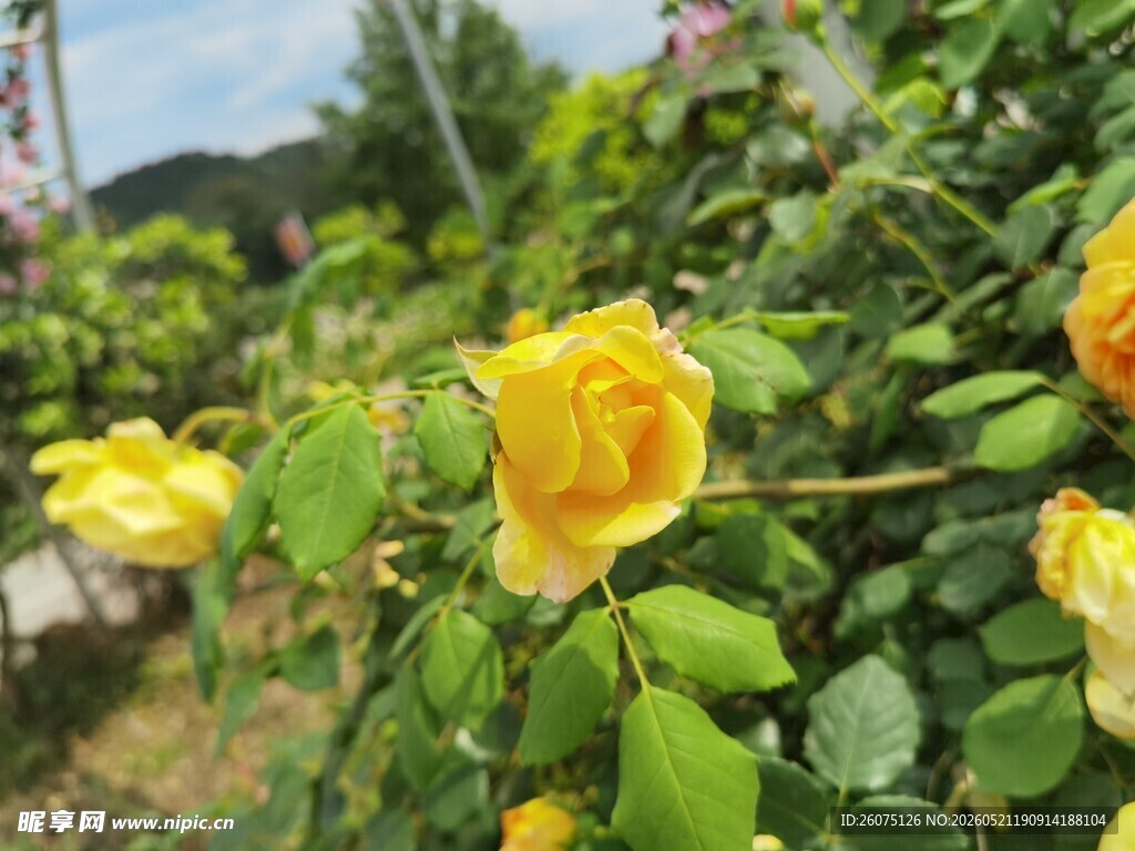 绽放的黄色月季花