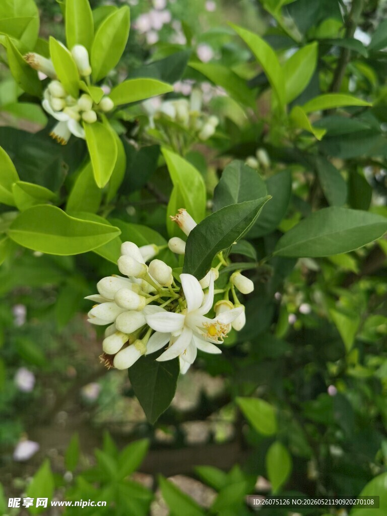 清新绽放的白色柑橘花