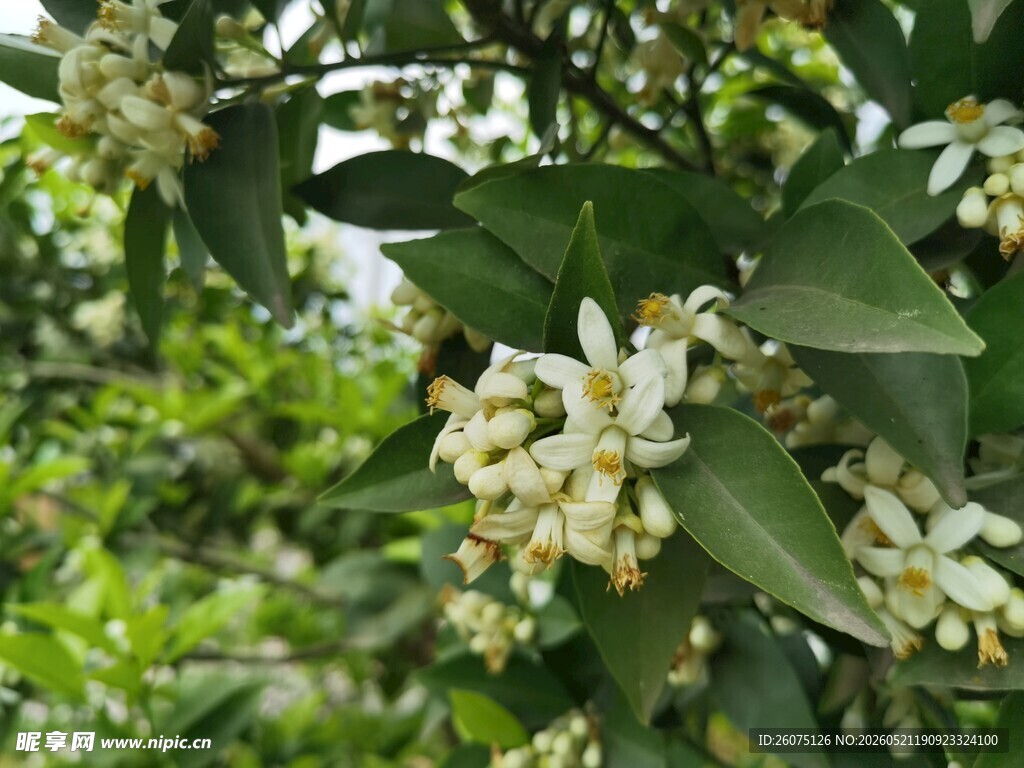 柑橘树繁花绽放