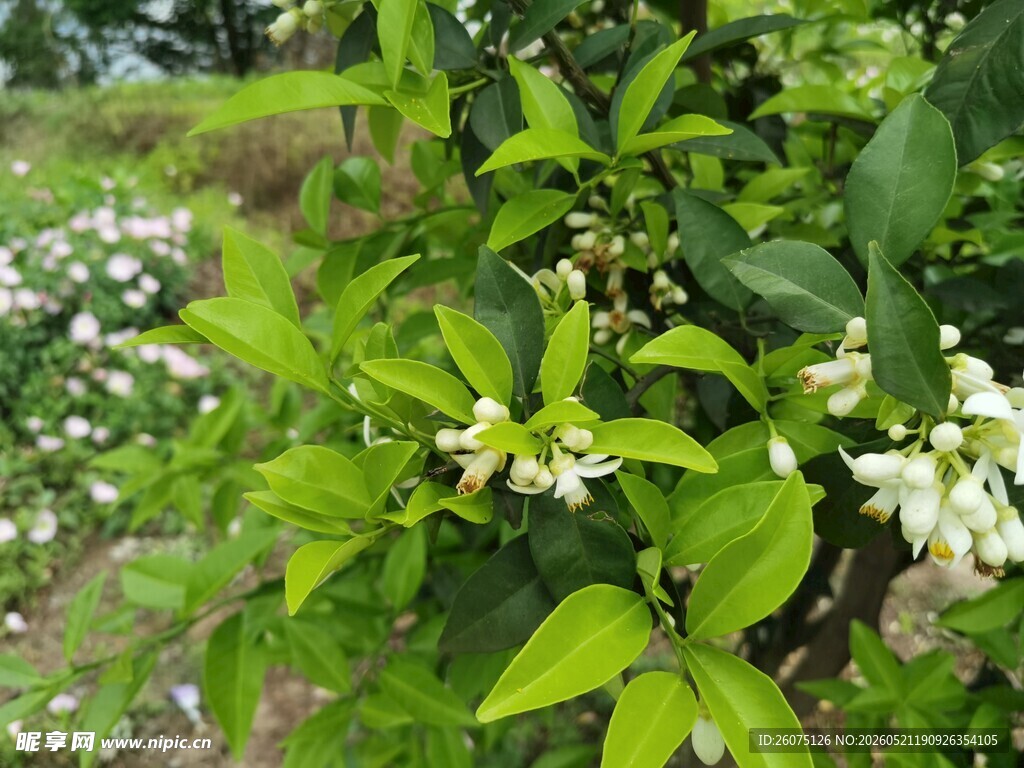 绿叶间绽放的白色花朵