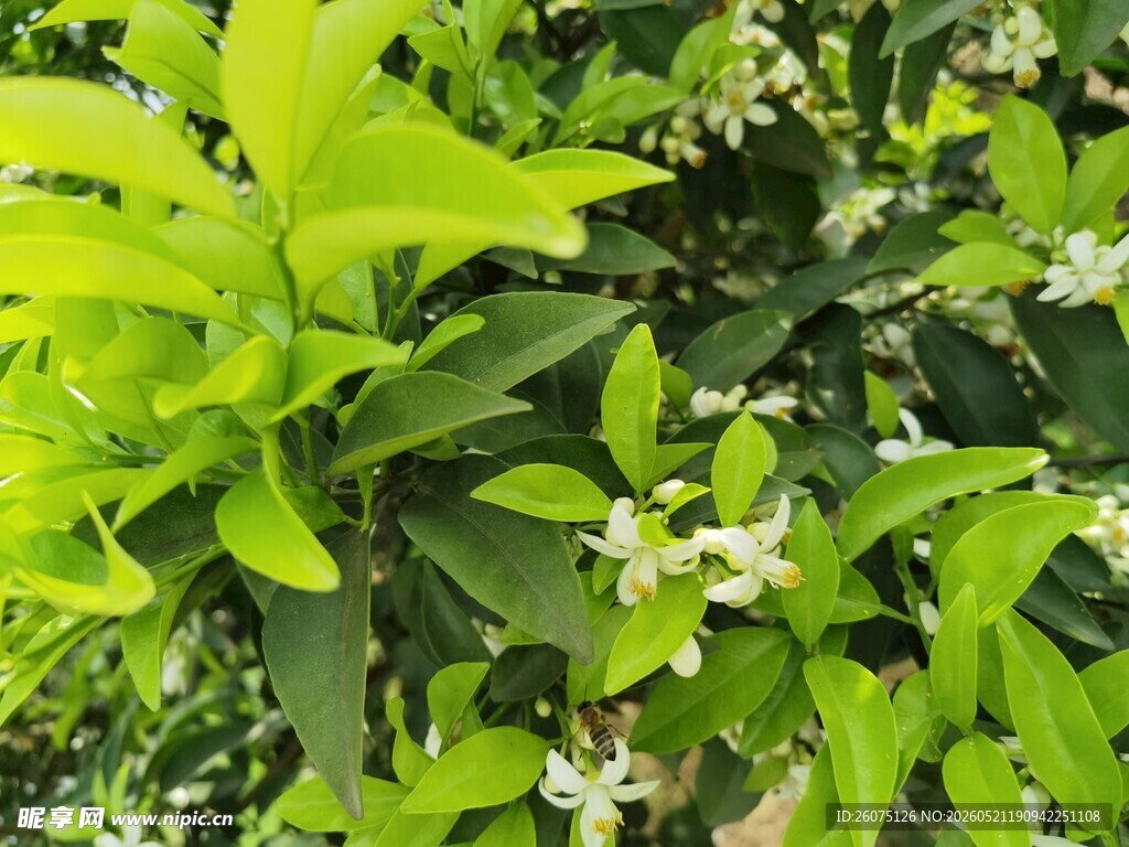 绿叶白花的清新植物景观