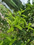 绿叶繁花的清新植物景观