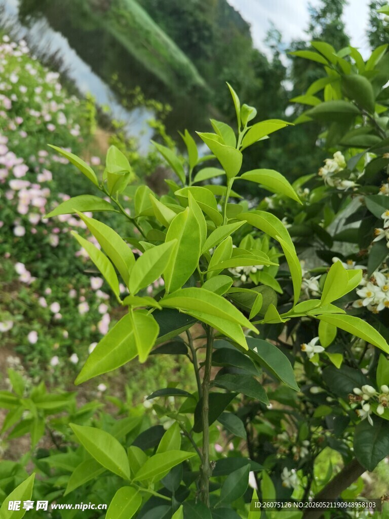 绿叶繁花的清新植物景观