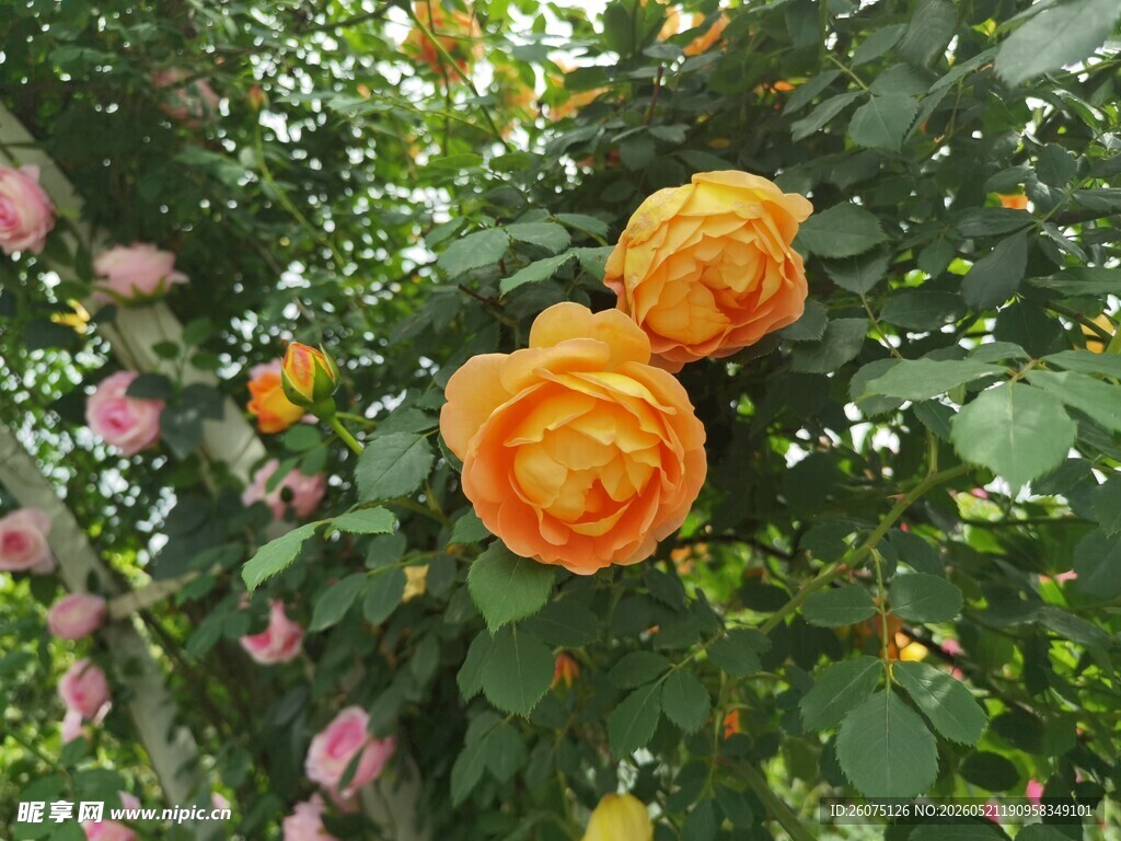 橙黄玫瑰绽放于花丛中
