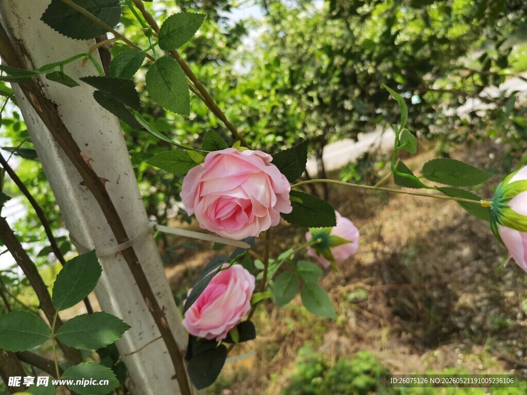 粉色蔷薇绽放于绿叶间