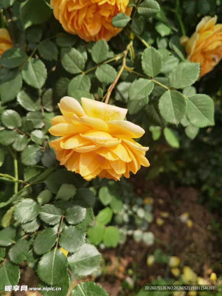 金黄绽放的娇艳月季花
