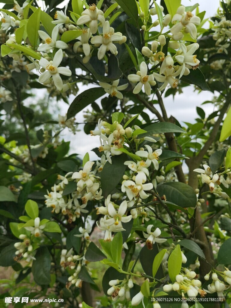 洁白花朵绽放于绿叶间