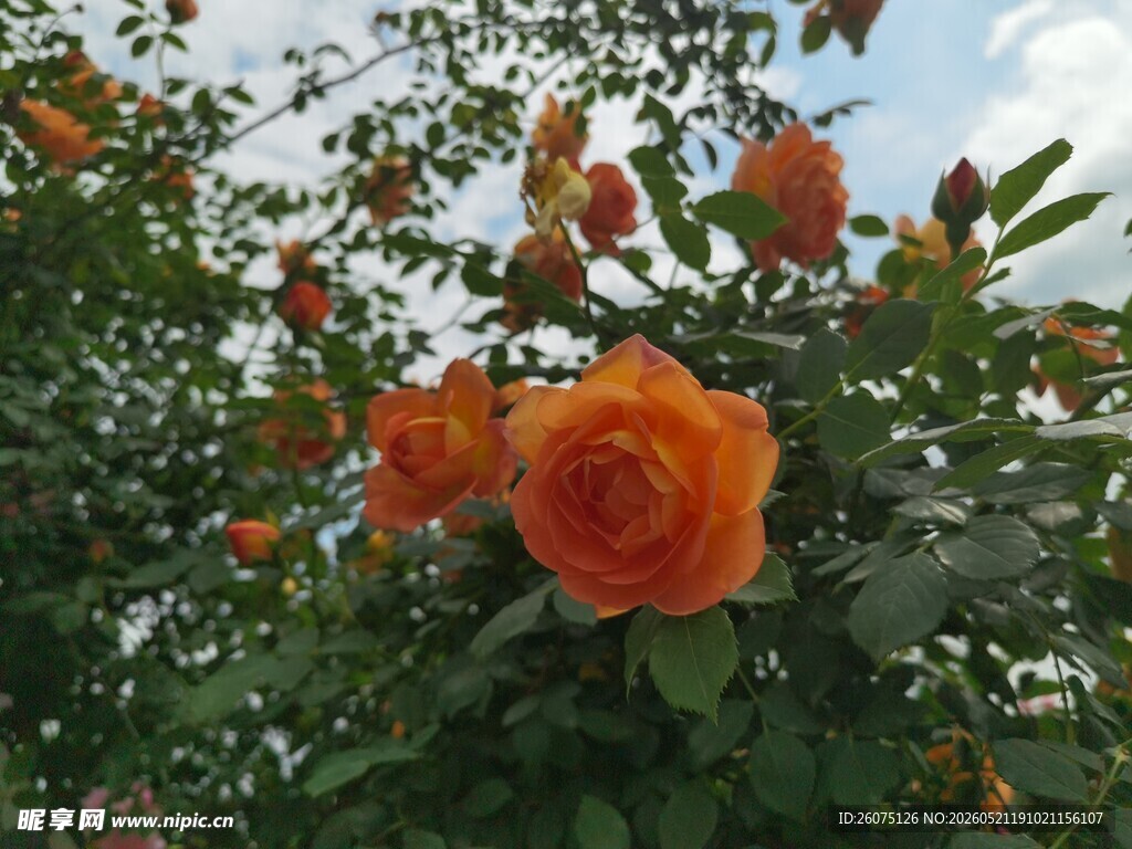 盛开的橙色月季花