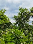 繁茂绿植展现自然生机