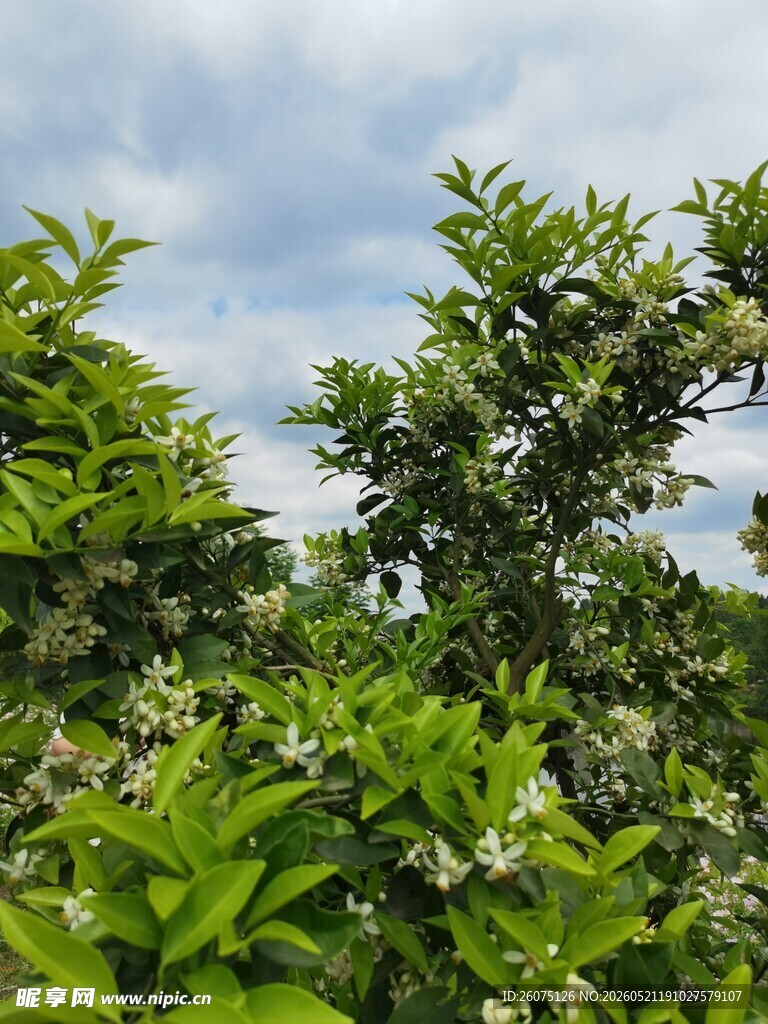 繁茂绿植展现自然生机