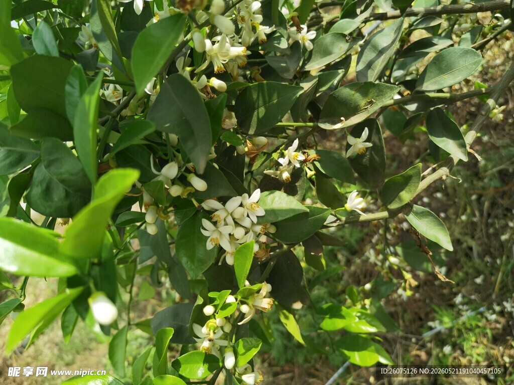 繁茂柑橘花展现自然生机