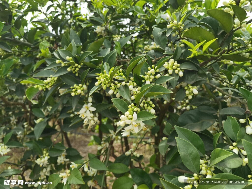 繁茂果树枝头繁花绽放