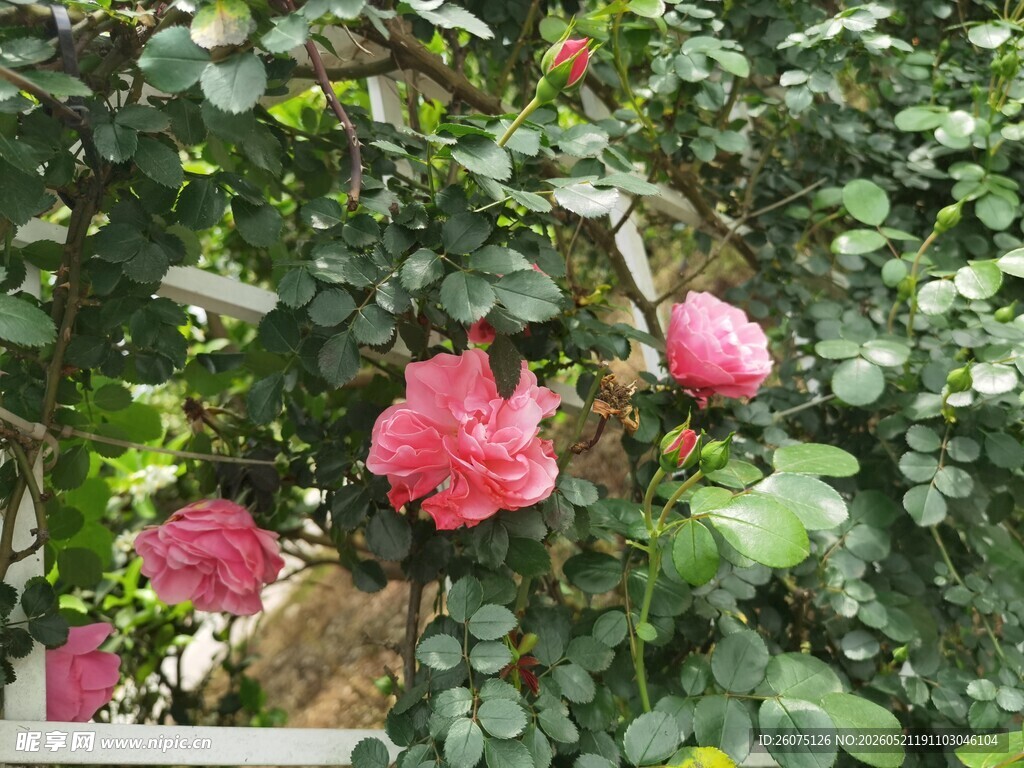 娇艳绽放的粉色月季花
