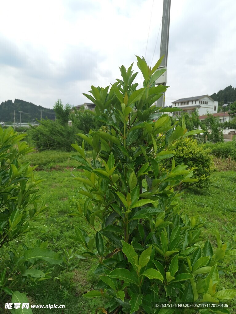 绿意盎然的户外植物景观