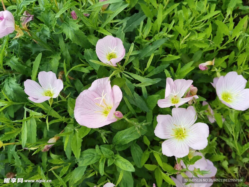 粉色小花绽放于翠绿草丛