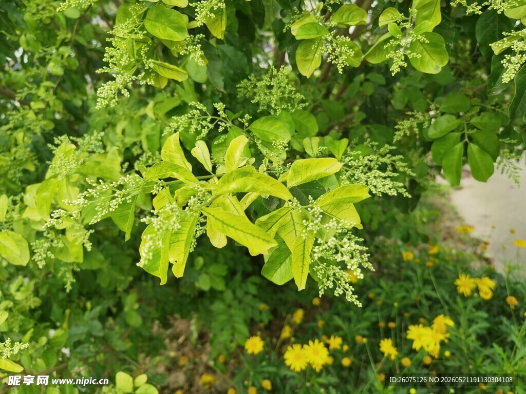 绿叶黄花的生机景象