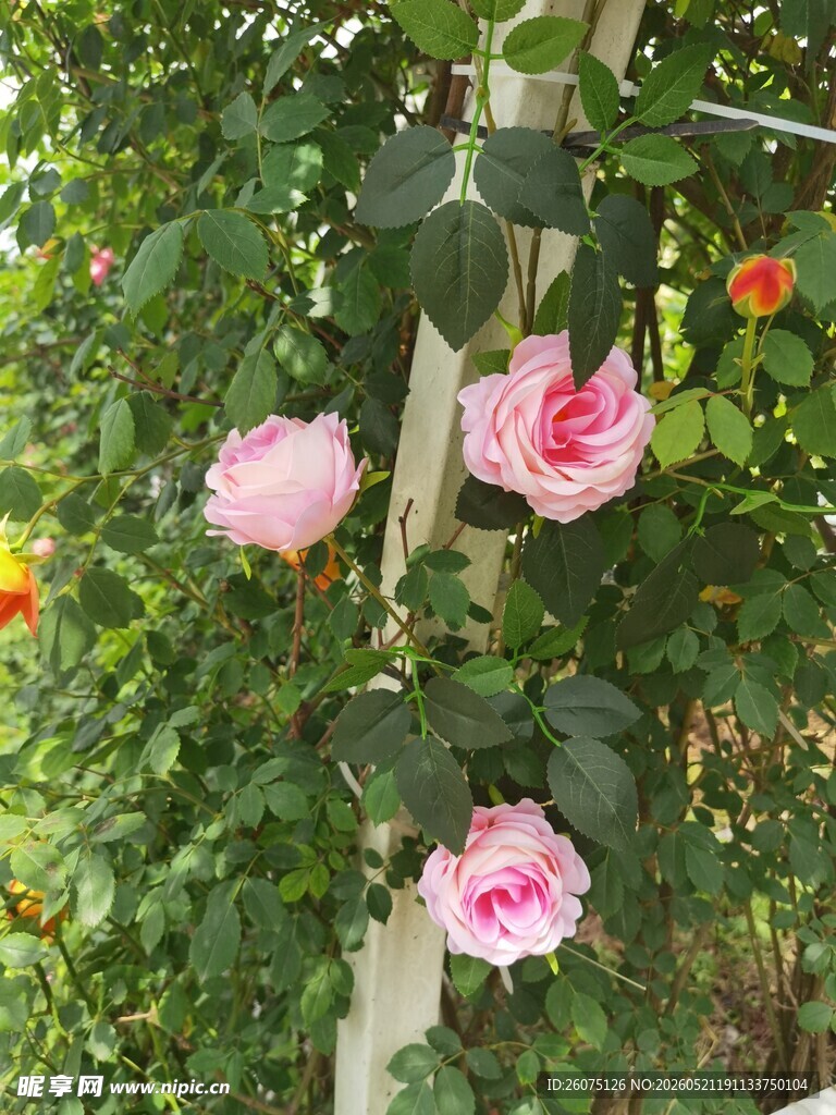 粉色蔷薇攀爬于绿植间