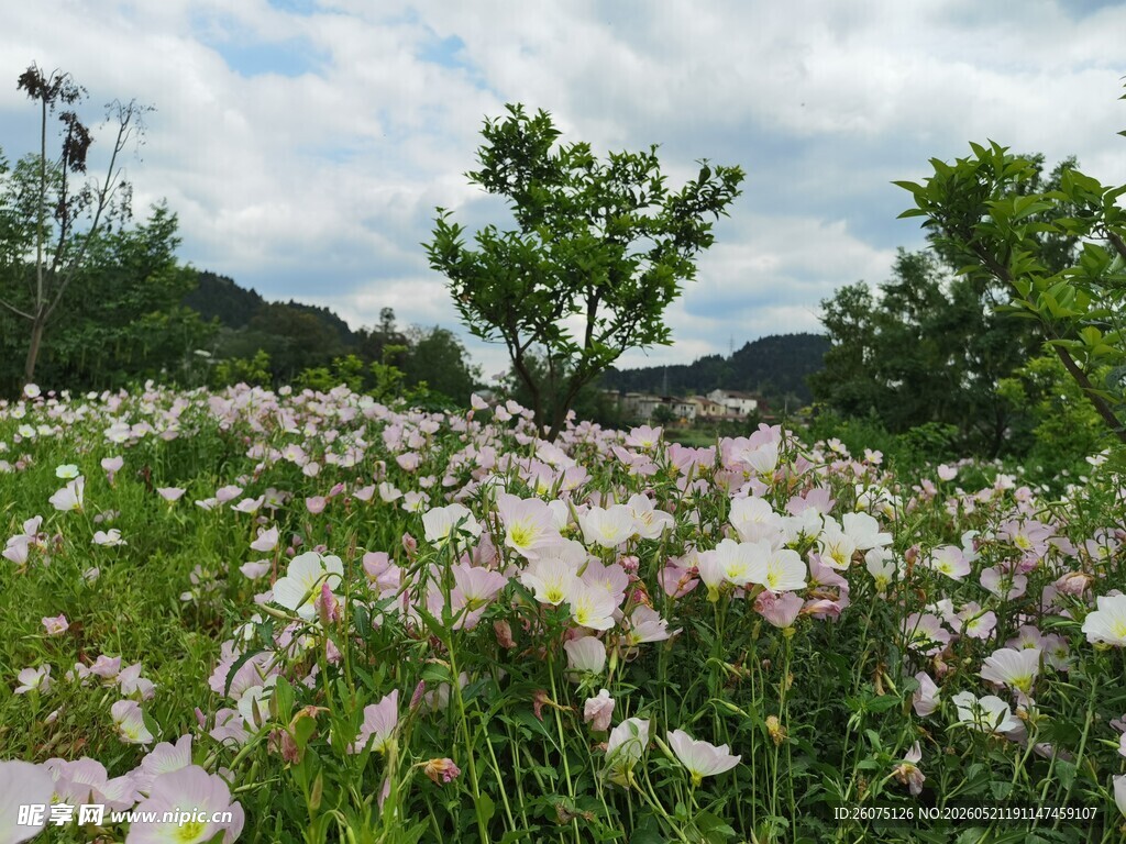 花海美景绽放的梦幻世界
