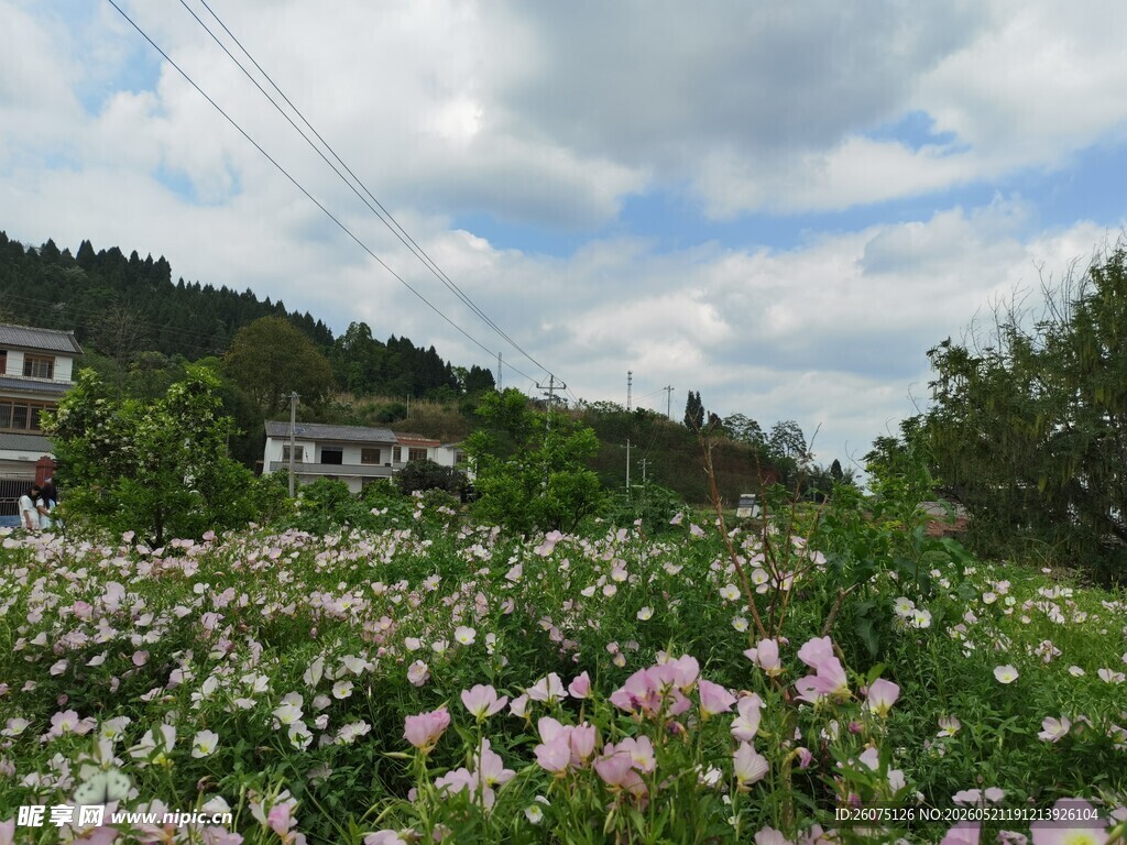 田园花海美景