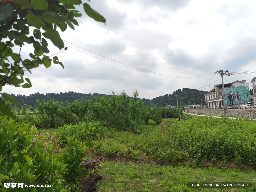 乡村绿野间的清新景象