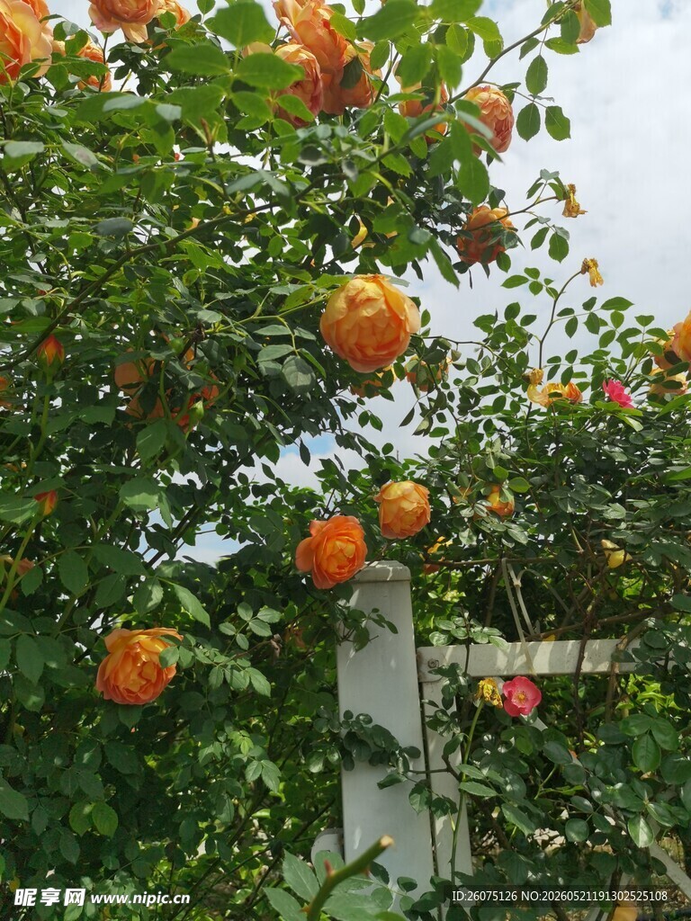 挂满果实的橙色花卉