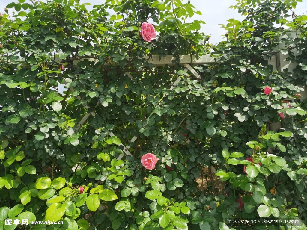 绿叶间的娇艳蔷薇花