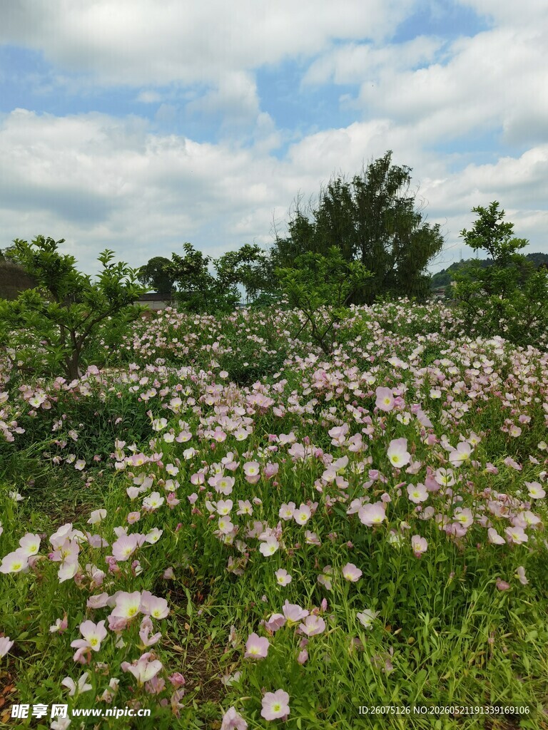 夏日繁花盛开的烂漫草地