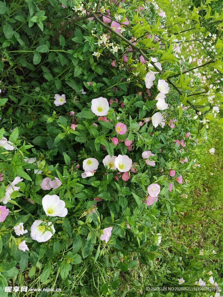 繁茂月见草花丛中的白色花朵