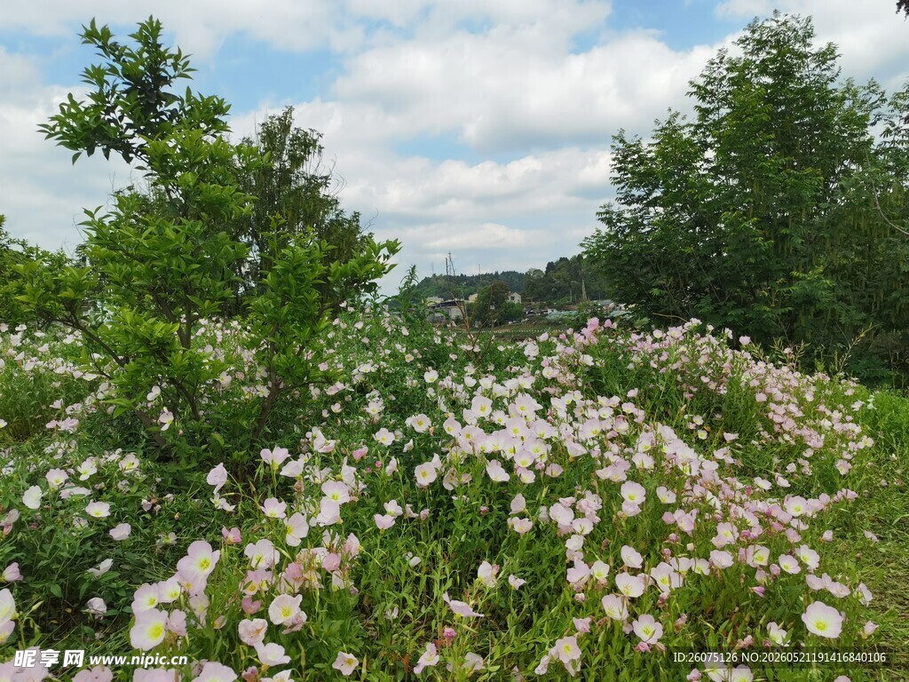 繁花盛开的自然美景