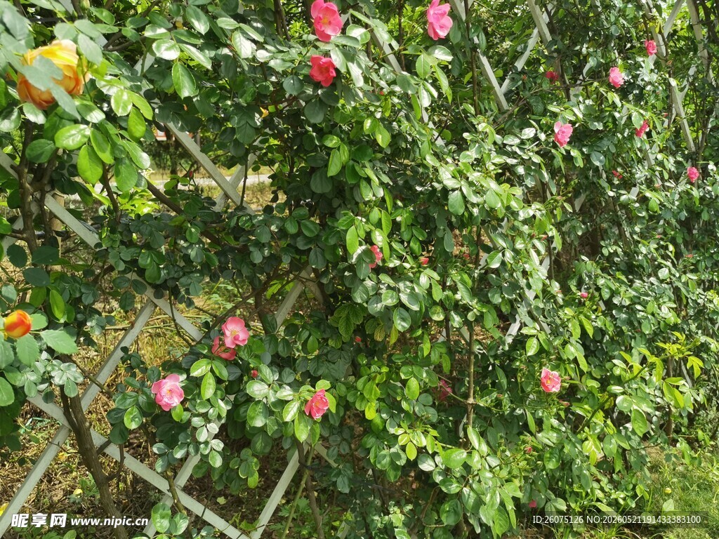 繁花满枝的绿植景观