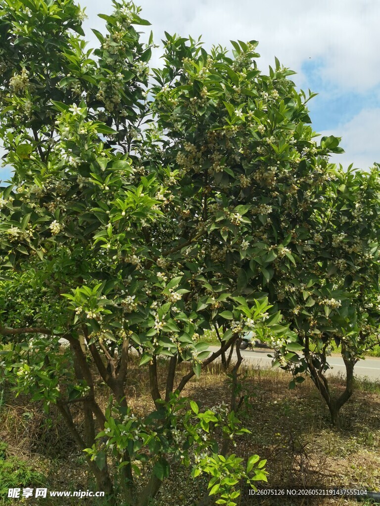 繁茂果园绿树生机勃勃