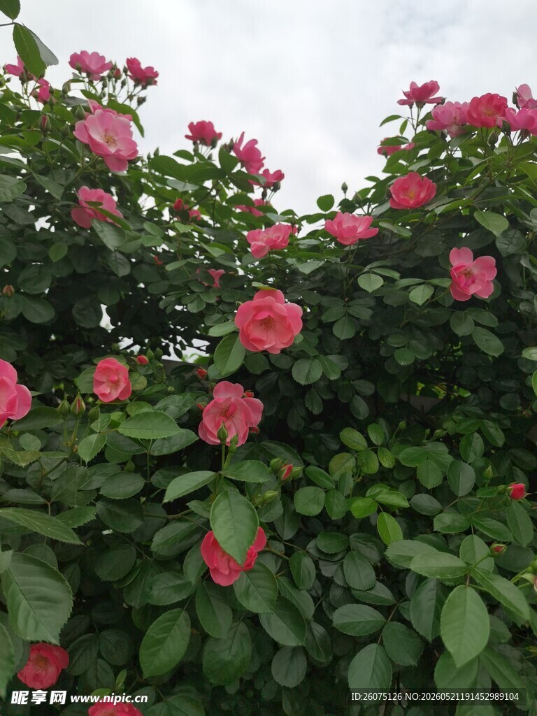盛开的粉红色蔷薇花