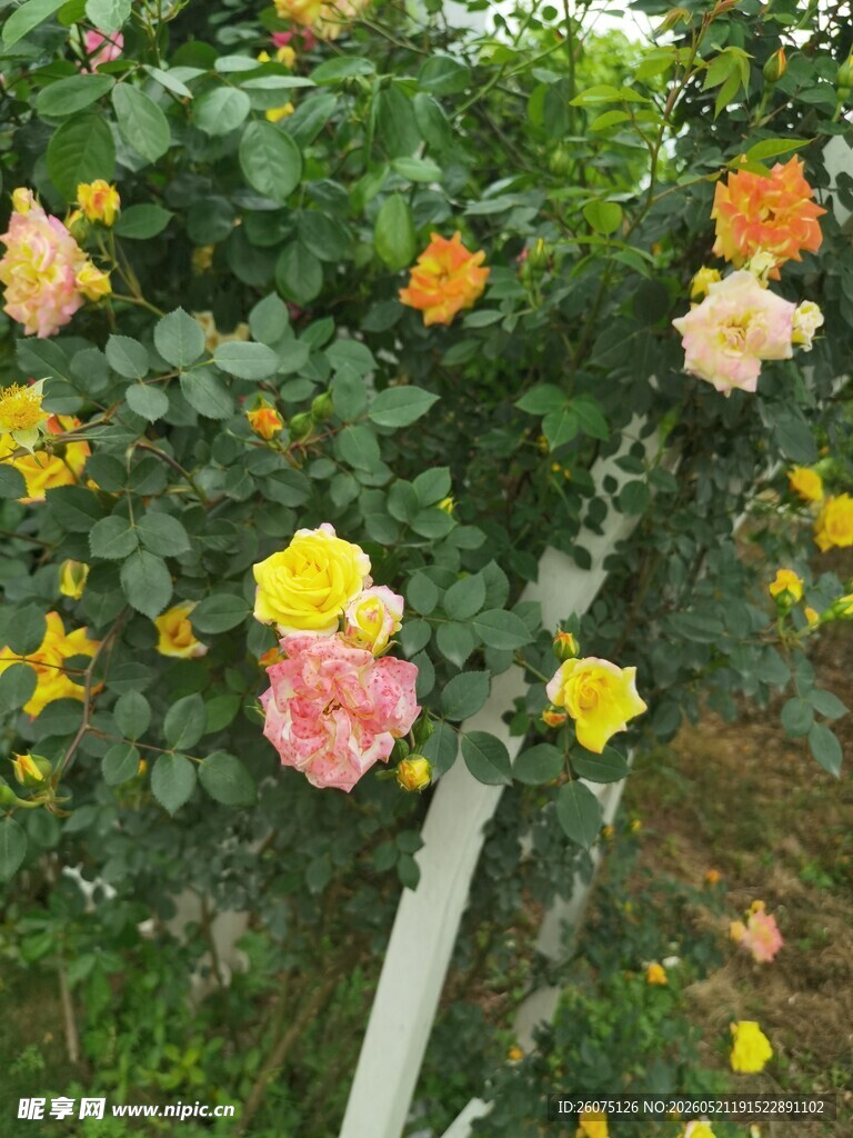 多彩蔷薇花丛绽放