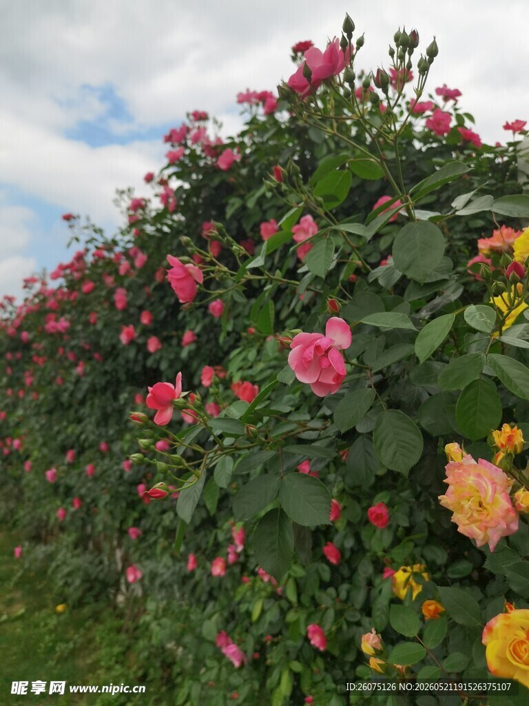 多彩蔷薇花绽放于花丛间