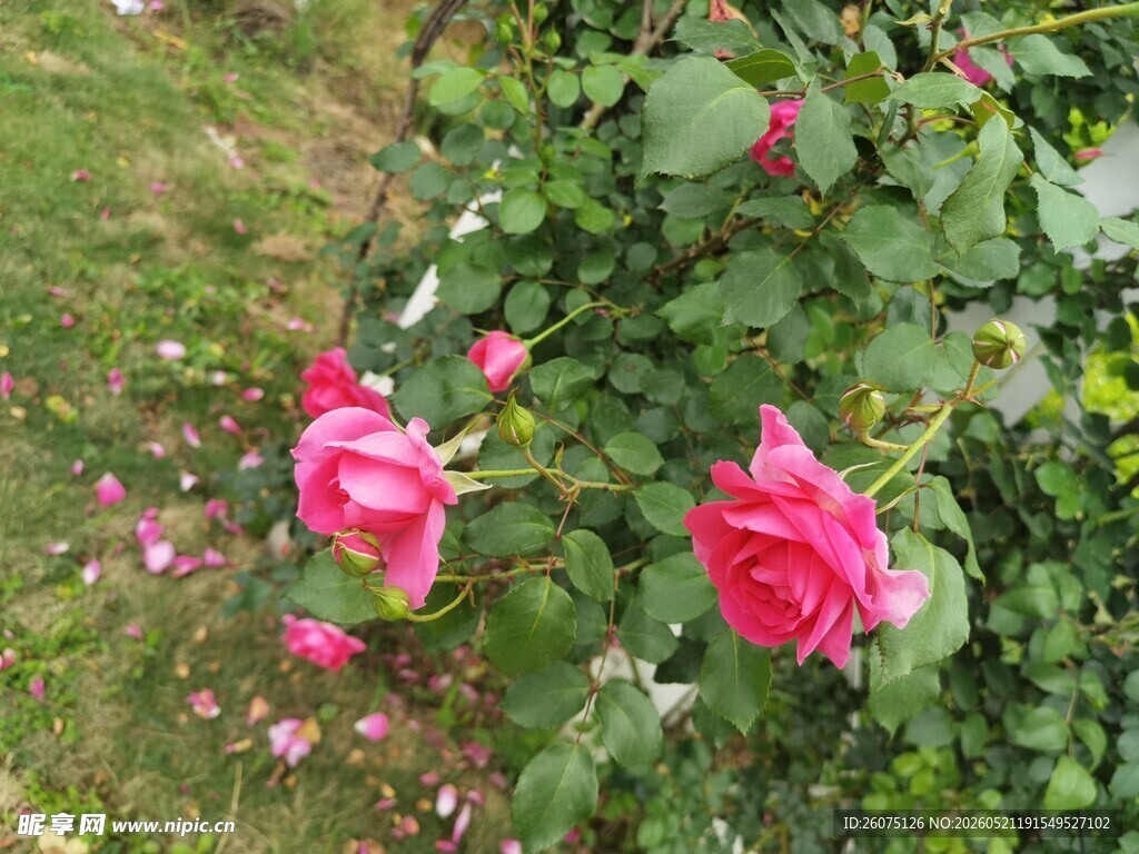 娇艳盛开的粉色月季花