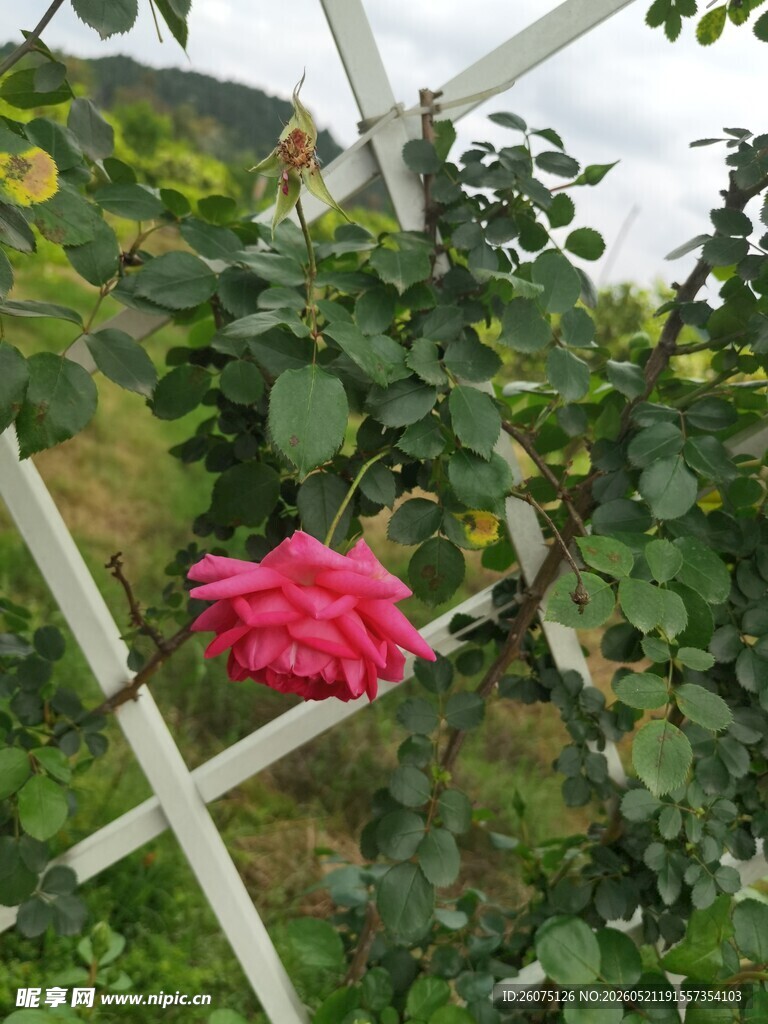 蔷薇攀爬于白色花架上