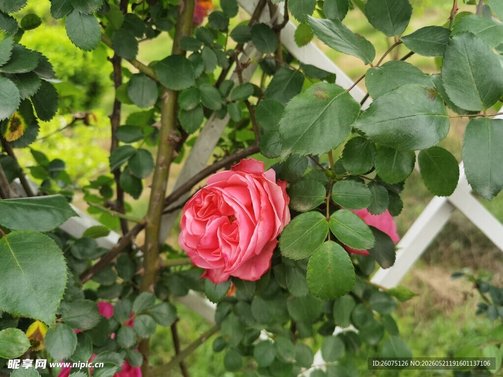 娇艳盛开的粉色月季花