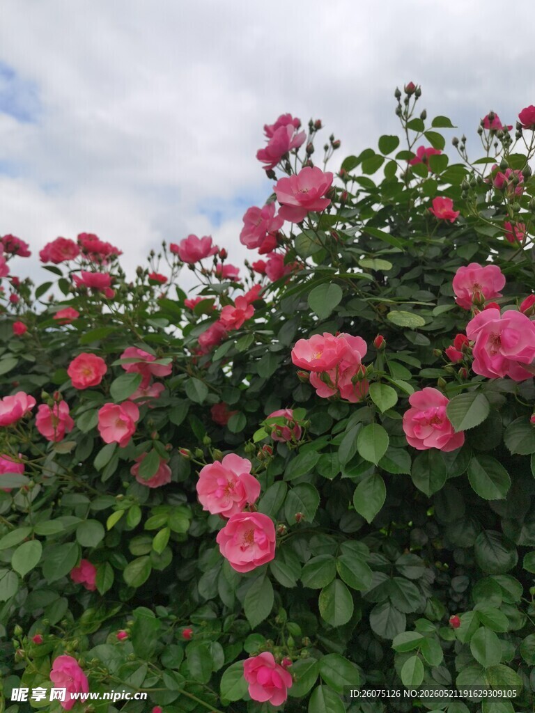 盛开的粉色蔷薇花丛