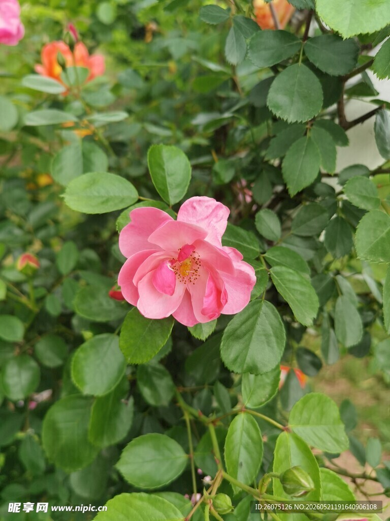 娇艳粉色蔷薇花绽放