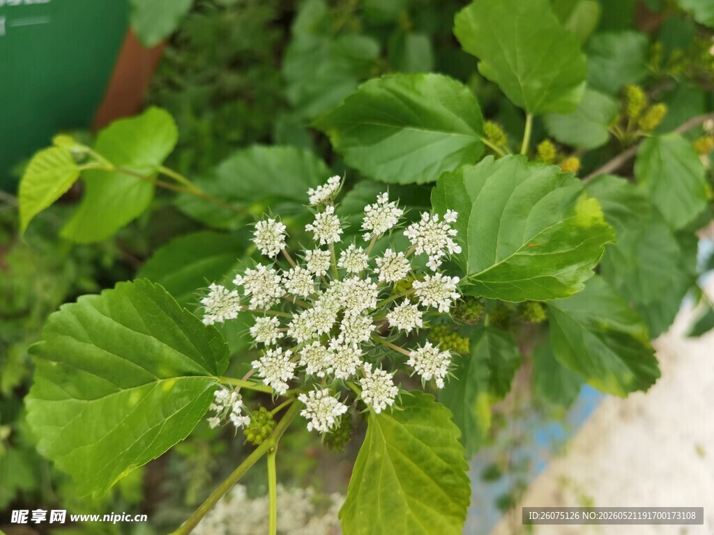 绿叶丛中的白色小花