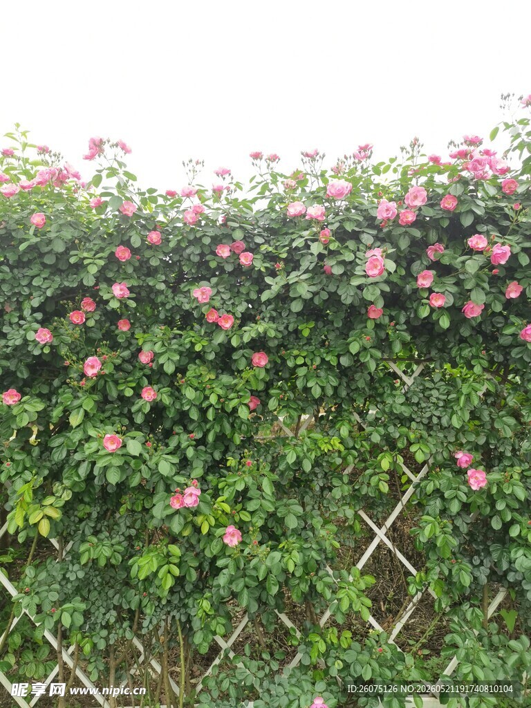 蔷薇攀爬栅栏绿意繁花