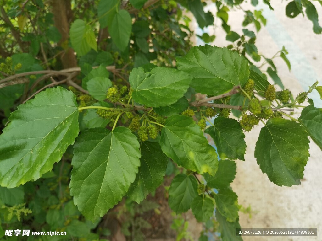 绿叶繁茂的植物特写