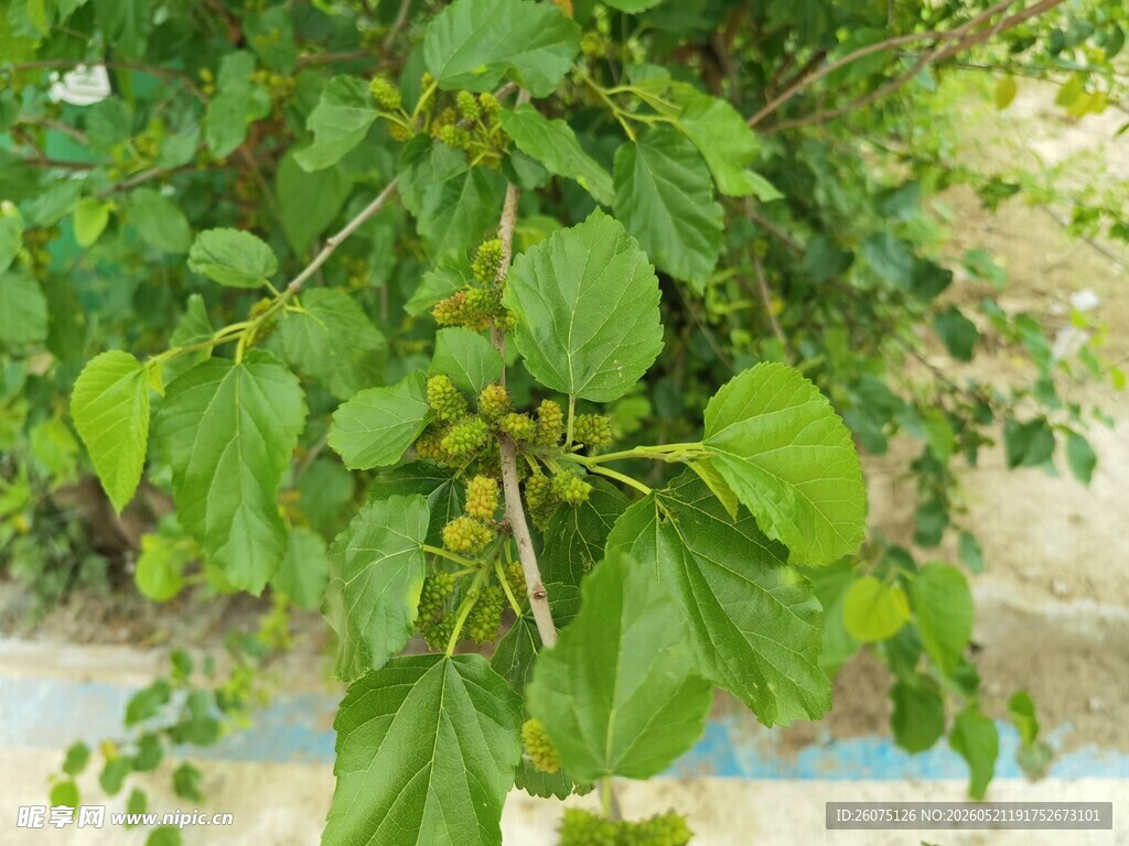 绿叶植物特写