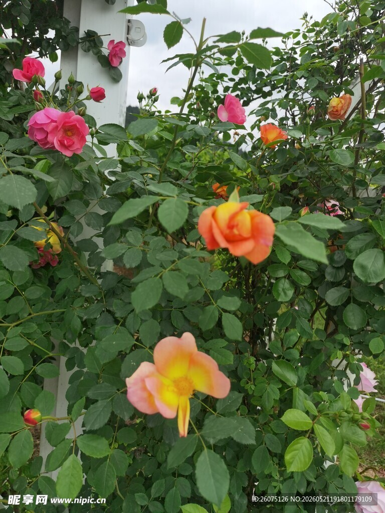 多彩绽放的娇艳月季花