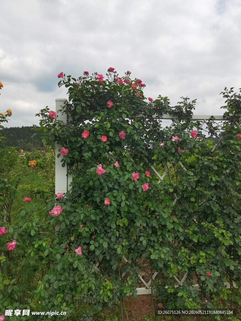 硕果累累的繁茂苹果树