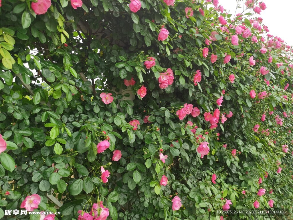 蔷薇花墙绽放美丽