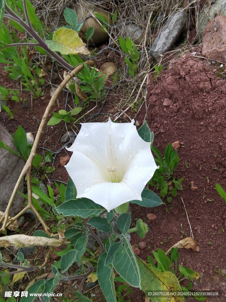 白色曼陀罗花绽放于野